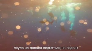 Акулы Красного моря 08 12 11 2021 г