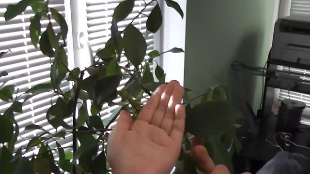 Зеленый богомол, жуткая опасность для ребенка, или нет? Опасен ли укус богомола?
