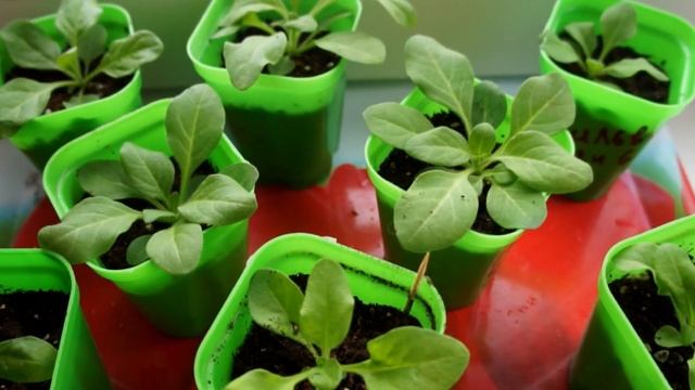 Рассада петунии: от посева до высадки в сад смотреть онлайн