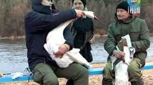 Кольцевание птиц