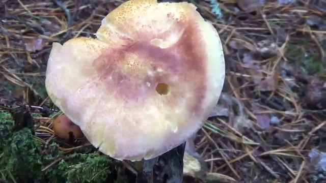 Рядовка желто-красная (Матрешка). Малоизвестные съедобные  грибы в лесу.