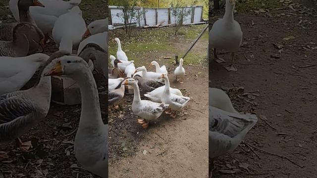 Гуси с поля идут на обед . смотреть онлайн