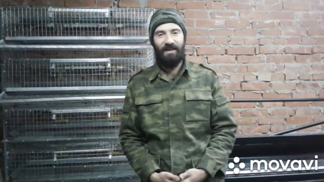 Режимы инкубации перепелов