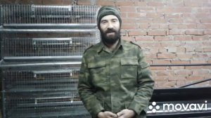 Режимы инкубации перепелов