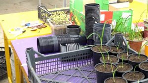 Лилейники - сеянцы Ворошиловой А.Б. Часть 2 / Сад Ворошиловой