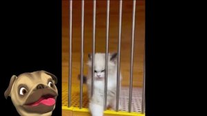 ?Ржу не могу!?Смешные Кошки Приколы с Кошками и Собаками #12