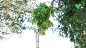 Клен Глобозум, ориг Acer platanoides «Globosum», Зеленый Сад