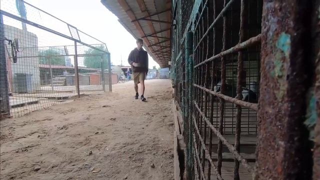 Хвостатый друг зовет в приют