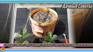 ВАЖНЫЕ МОМЕНТЫ Подкормите этим клубнику ДВАЖДЫ осенью для мощного УРОЖАЯ на следующий го