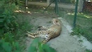 Домашний гепард