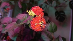 Цветущая АМРИТА ?