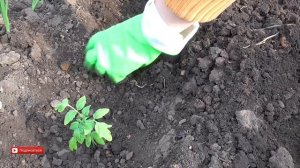 Как высадить рассаду помидор в парник. Помидоры в парнике