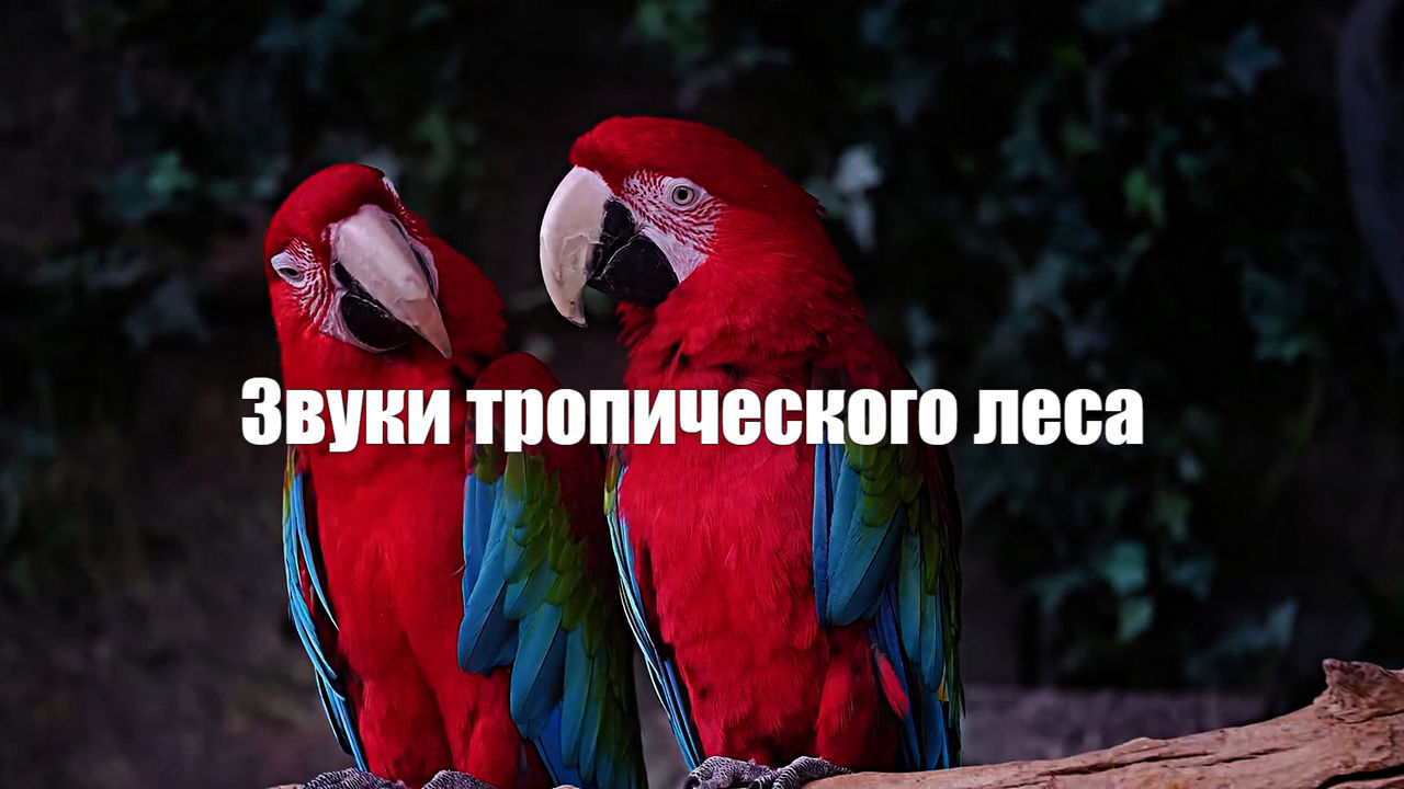 Звук природы.Тропический лес
