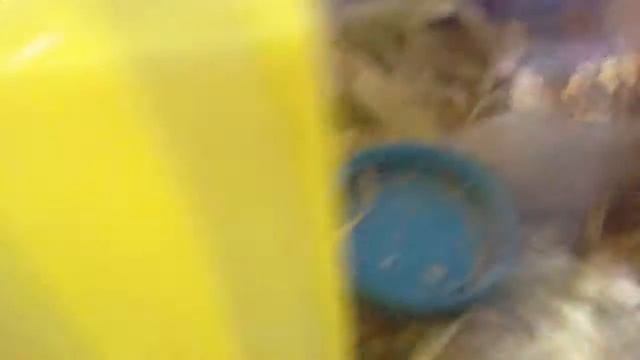 "Из жизни хомяков":4 дня спустя... Или +1альбинос!!! смотреть онлайн