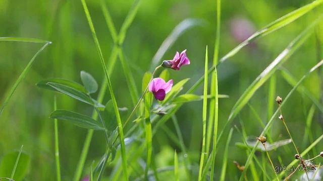 EPIC wildlife shoots! [Canon 850D & iphone11] смотреть онлайн