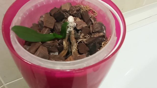 Детка орхидеи на пеньке остался без корней!!!🌱 смотреть онлайн