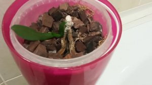 Детка орхидеи на пеньке остался без корней!!!🌱