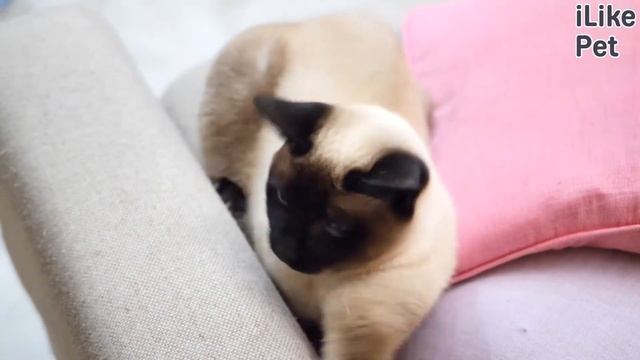 5 идей для игр с кошкой дома