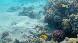 Подводный мир красивых рыб