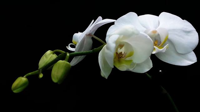 White Orchid Blooming смотреть онлайн