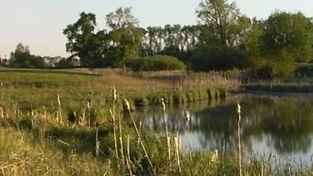 Рыбалка на фидер. Ловля карпа.Утро на пруду смотреть онлайн