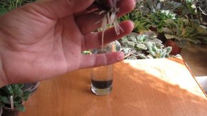 УКОРЕНЕНИЕ ФИАЛКИ В ВОДЕ. ОПТИМАЛЬНЫЙ РАЗМЕР КОРНЕЙ