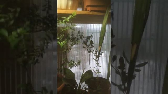 004 Бананы из семян плодовые - стрелиция-мирт -орхидея цимбидиум-питоспорум- олендр вариегатны смотреть онлайн