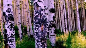 Юрий Алмазов Серебристая Даль