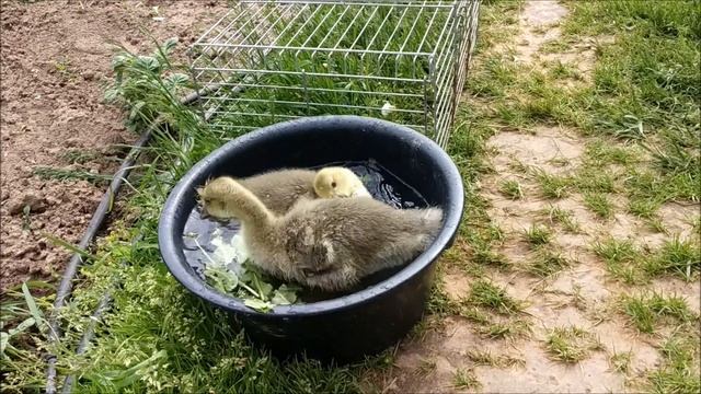 Жили в огороде, два веселых гуся. Один серый другой серый, два веселых гуся смотреть онлайн