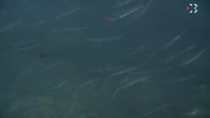 В Севастополе пошла кефаль