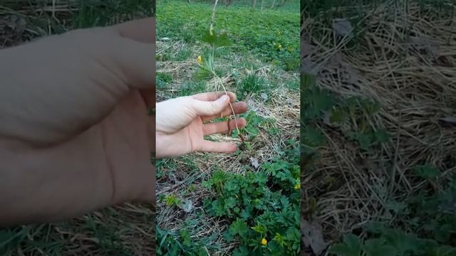 Ещё один весенний эфемероид - ветреница лютичная. смотреть онлайн