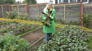 Когда и как убирать свёклу