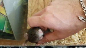 Как крыска играет, любит когда гладят