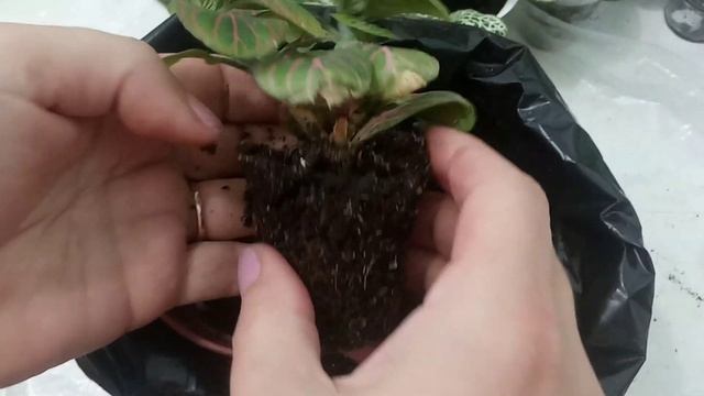 Комнатные цветы| Фиттонии 2 часть смотреть онлайн