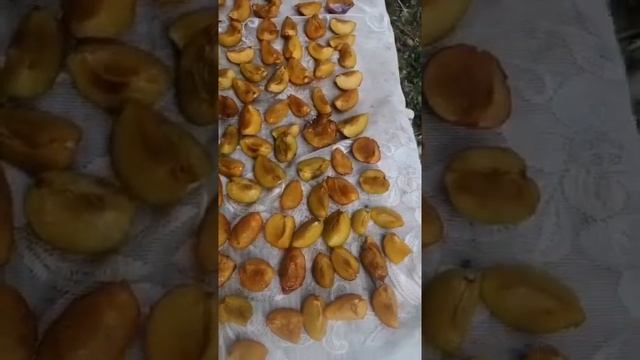 Домашние сухофрукты, белая слива получается очень вкусной