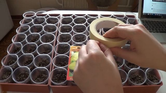 Рассада перца - простой способ. смотреть онлайн