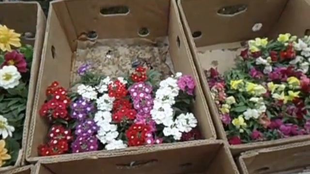 Шымкент, Городские цветы-3 (Анютины глазки, маргаритки и др.) смотреть онлайн