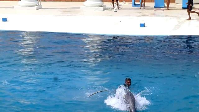 Шоу дельфинов в Sealanya. Турция.Dolphin show in Sealanya. смотреть онлайн