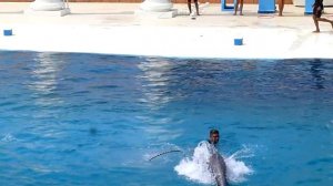 Шоу дельфинов в Sealanya. Турция.Dolphin show in Sealanya.