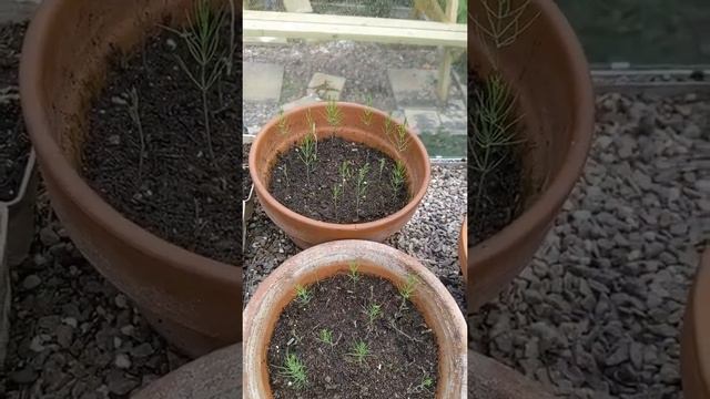 Gardening is a commitment! How long for asparagus? 😱😱😱 #gardening #plantlove #greenhouse #aspara