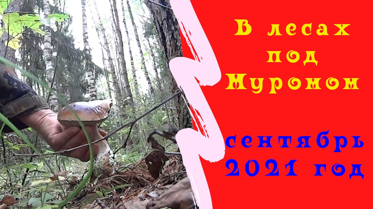 В заповедных и дремучих страшных муромских лесах. Анекдот про муромский лес. Сосны живопись. Муромский лес белгород. Песня муромские леса.