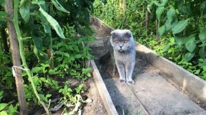 Домашний кот на даче, шок, отрицание и принятие кота Космоса