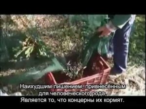 Локальные решения глобальных проблем