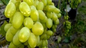 Виноград Галахад. Лучший сорт среди сверх-ранних.