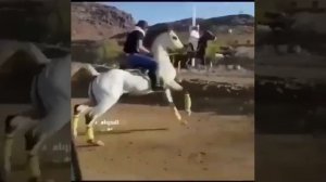 Лошадь, Арабская чистокровная