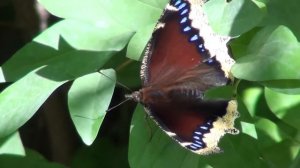 Mourning Cloak Butterfly (Nymphalidae: Nymphalis antiopa) Dorsal View