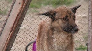 Советчан призывают помочь накормить собак из приюта