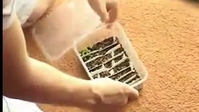 Самая большая теплица кактусов в России. смотреть онлайн