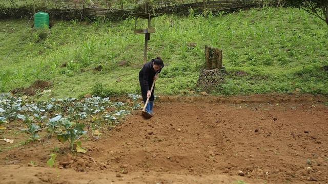 Daily Life of a Single Mother on a Mountain Farm, Gardening, Harvesting Vegetables, Cooking | EP. 3 смотреть онлайн