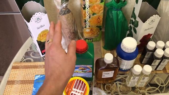 Болезни роз, ПРОЩАЙТЕ!!! Розы незнакомки. Роза БОТЕРО. РОЗА СЕЙКО. Роза БАМБЛБИ КЮЛЬ.Сербские розы.